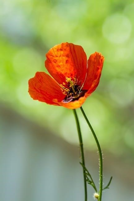 the poppy war pdf